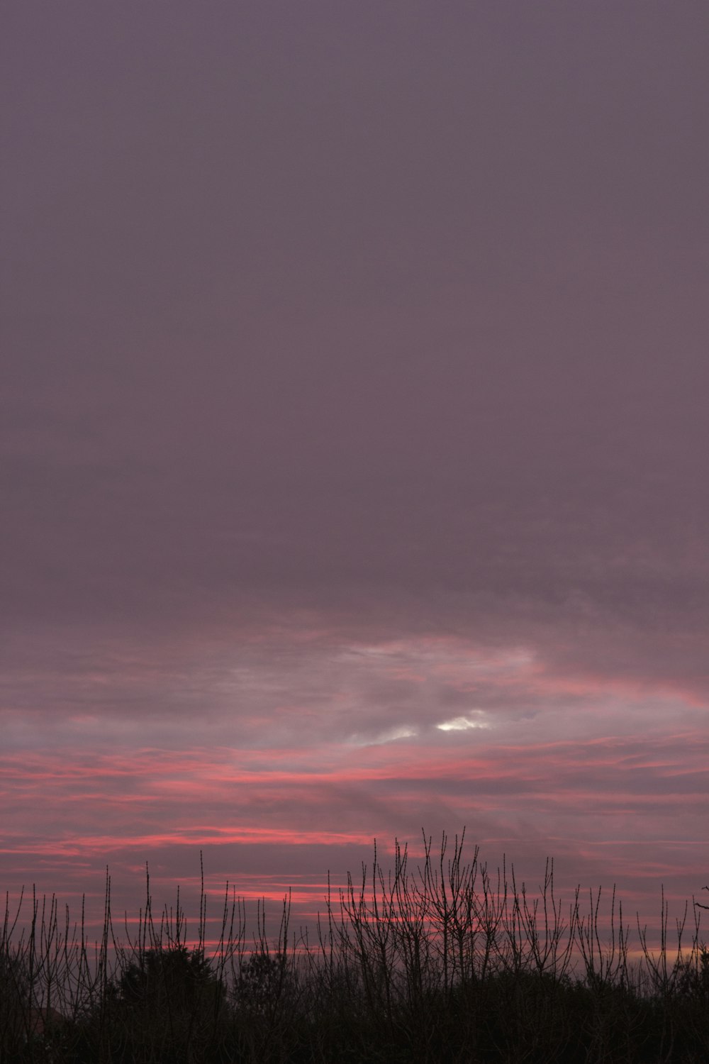 silhouette of trees under cloudy sky during daytime