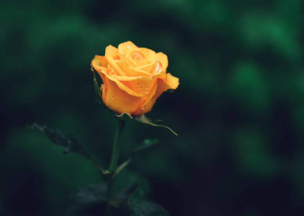 yellow rose in bloom during daytime