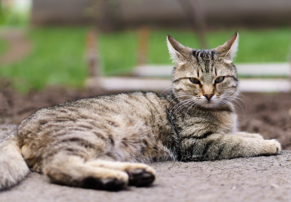 brown tabby cat lying on ground during daytime