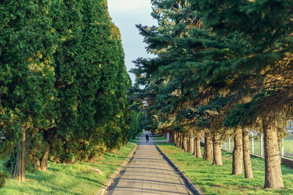 person walking on pathway between green trees during daytime