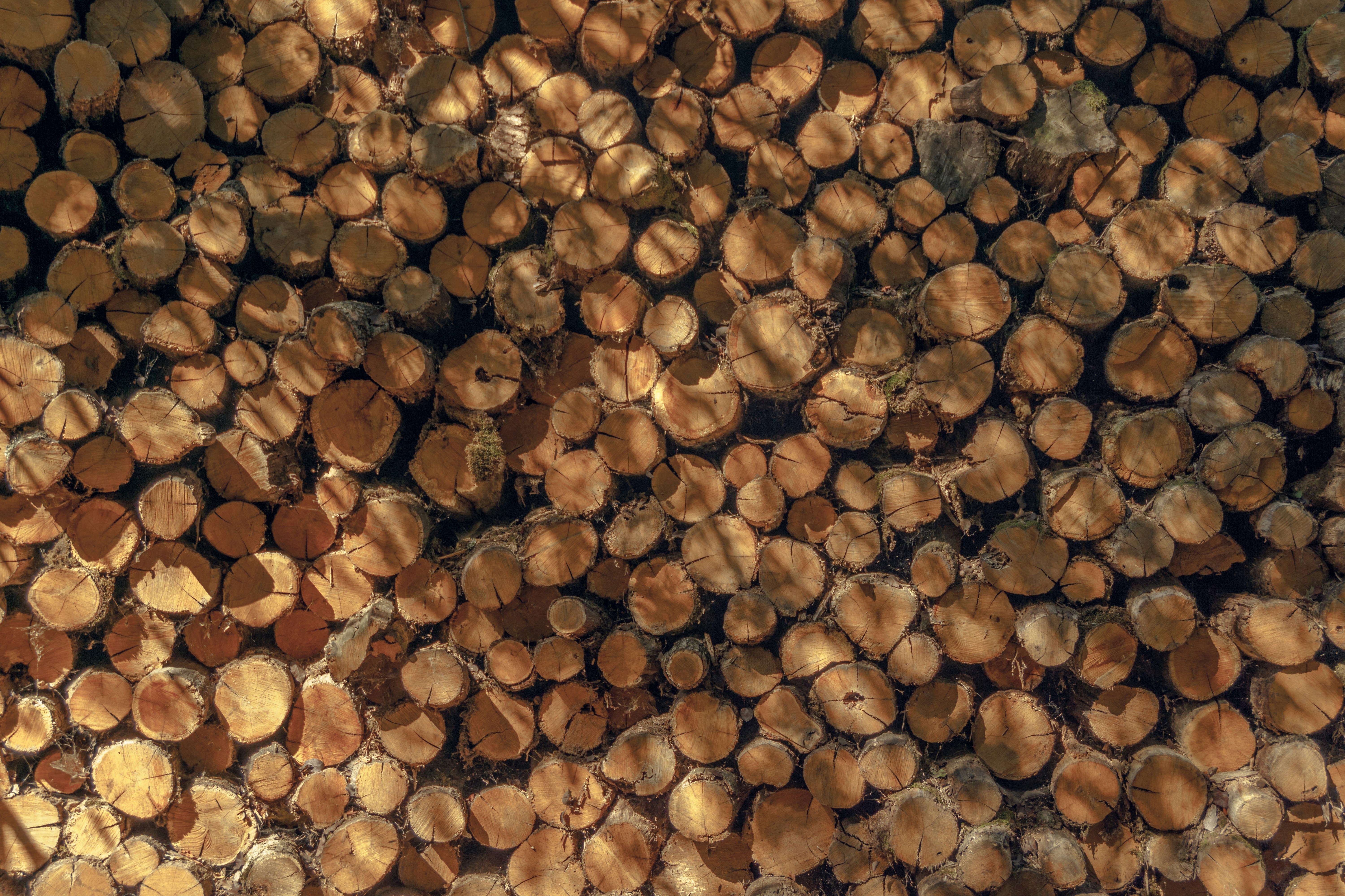 Photo by anton_bozhina