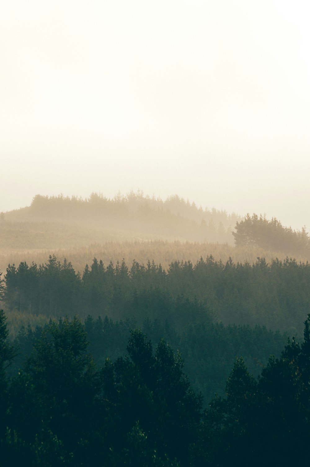 arbres verts sur la montagne pendant la journée