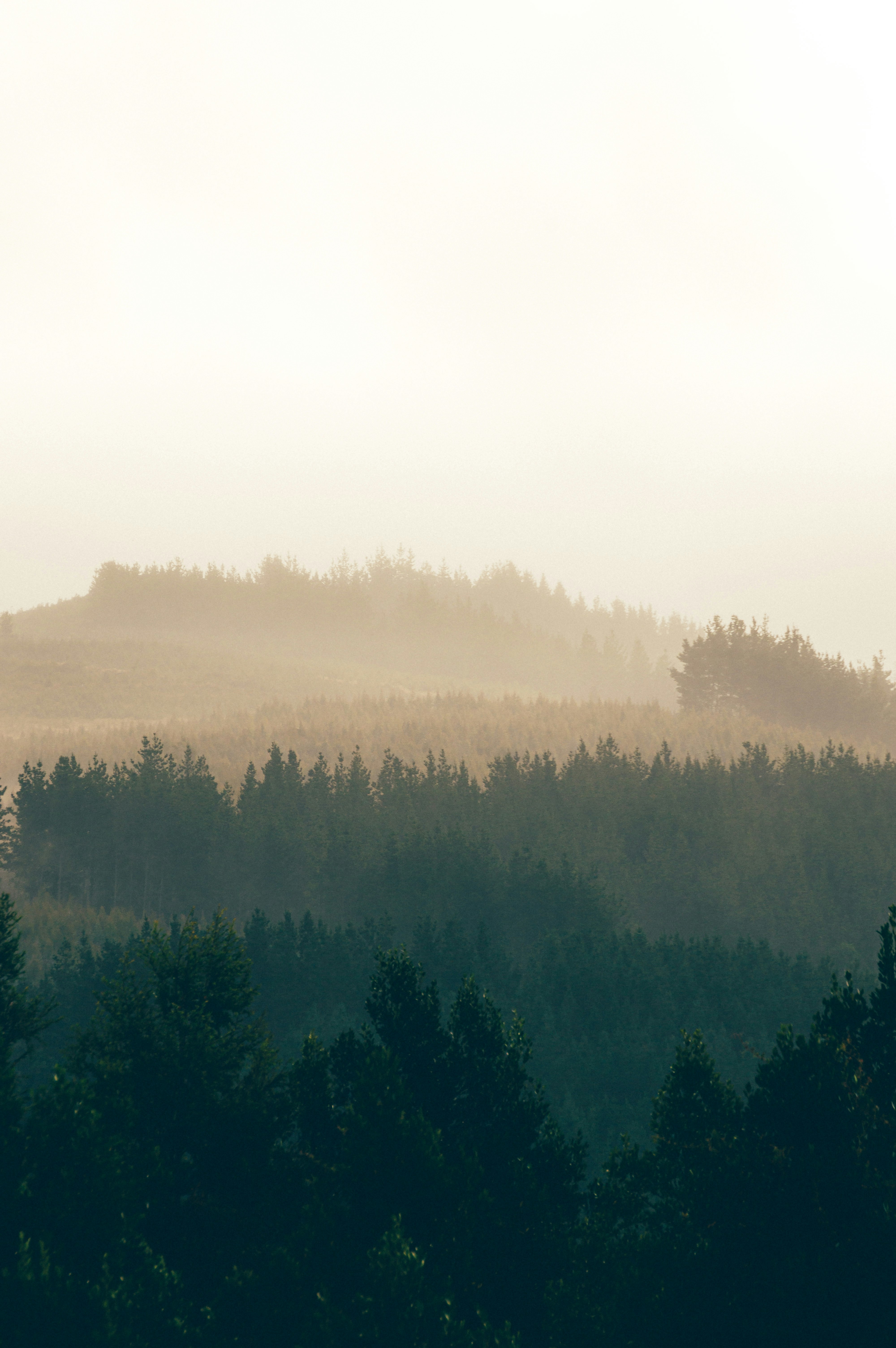 green trees on mountain during daytime