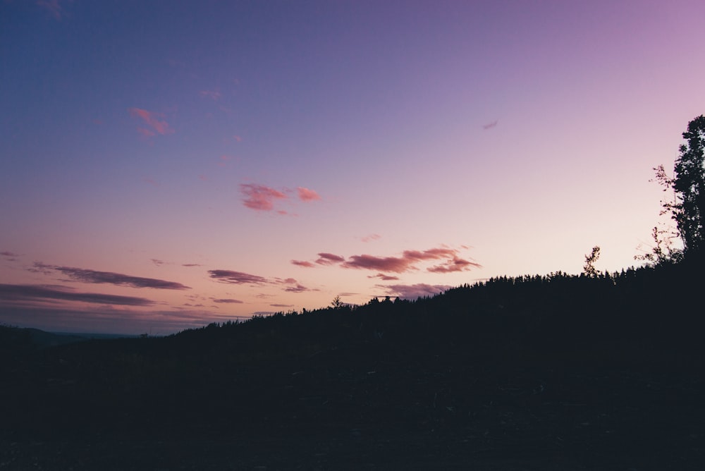 silhouette of trees during sunset