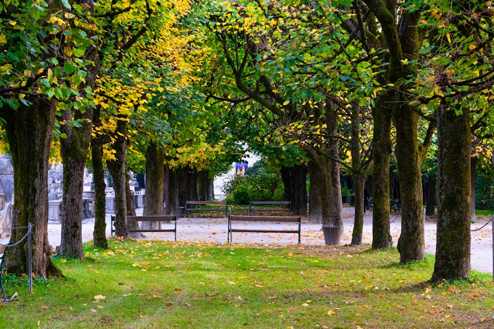 green trees on green grass field during daytime