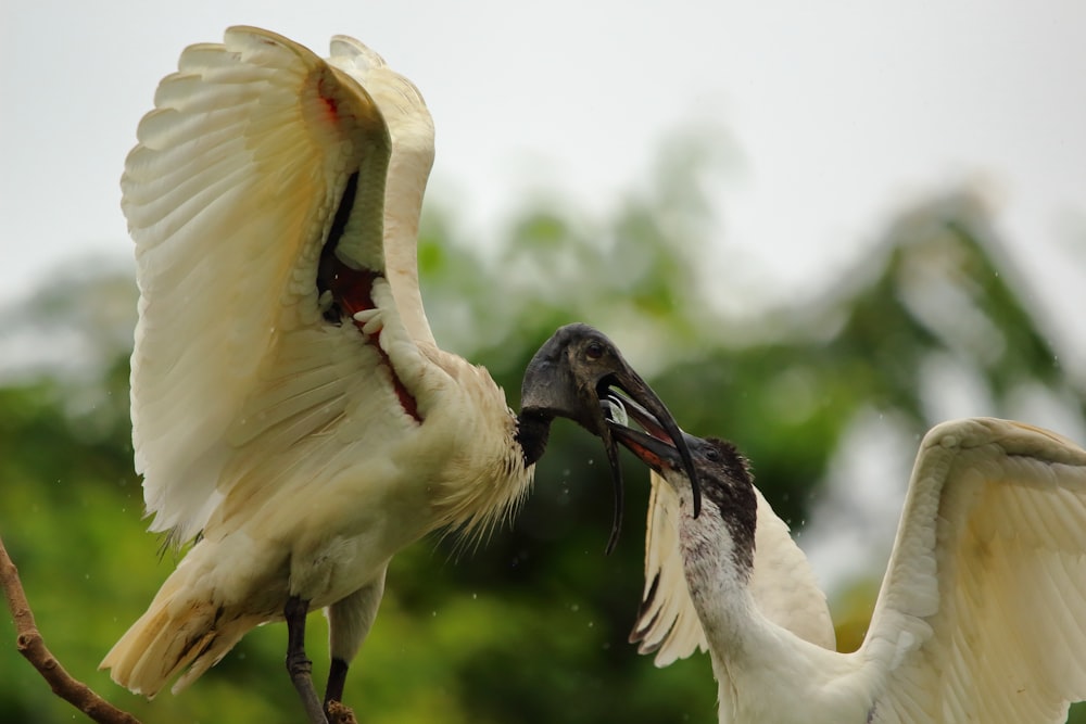 white and black bird flying during daytime