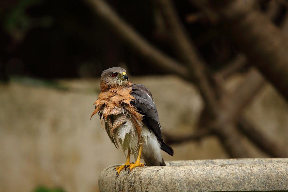 brown and black bird on gray concrete