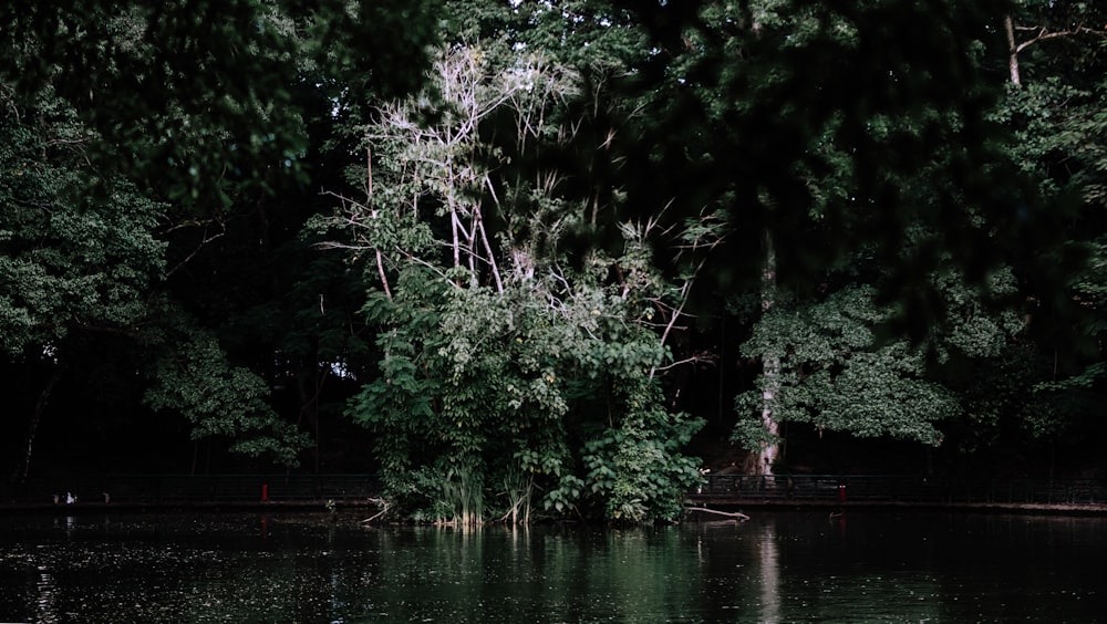 green trees beside body of water during daytime