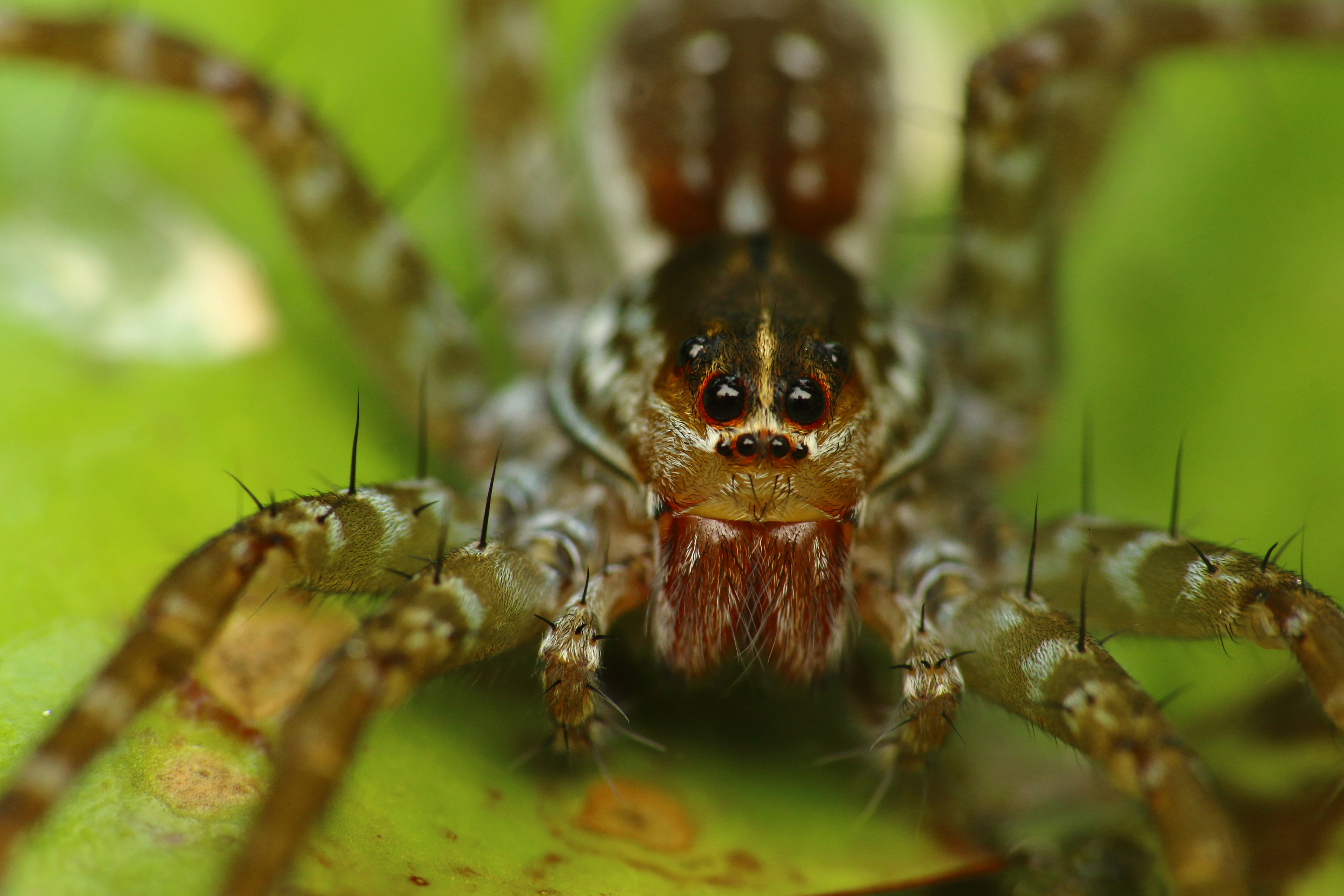 brown and black spider on web in close up photography