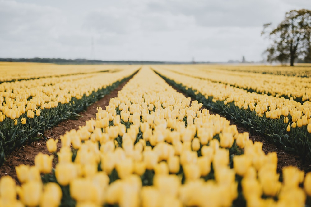 yellow flower field under white clouds during daytime