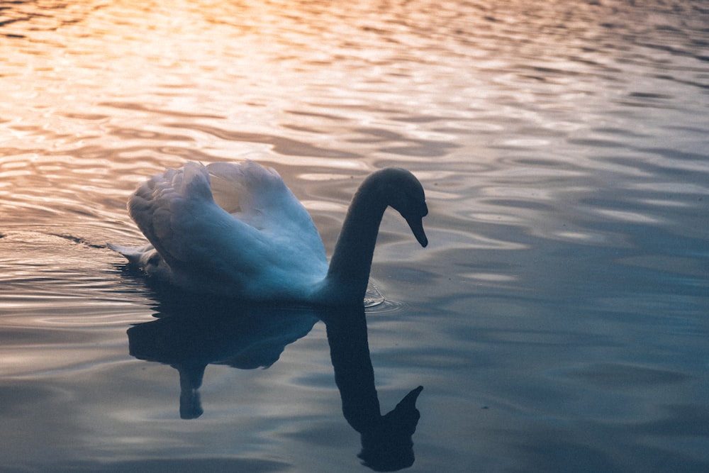 white duck on water during daytime