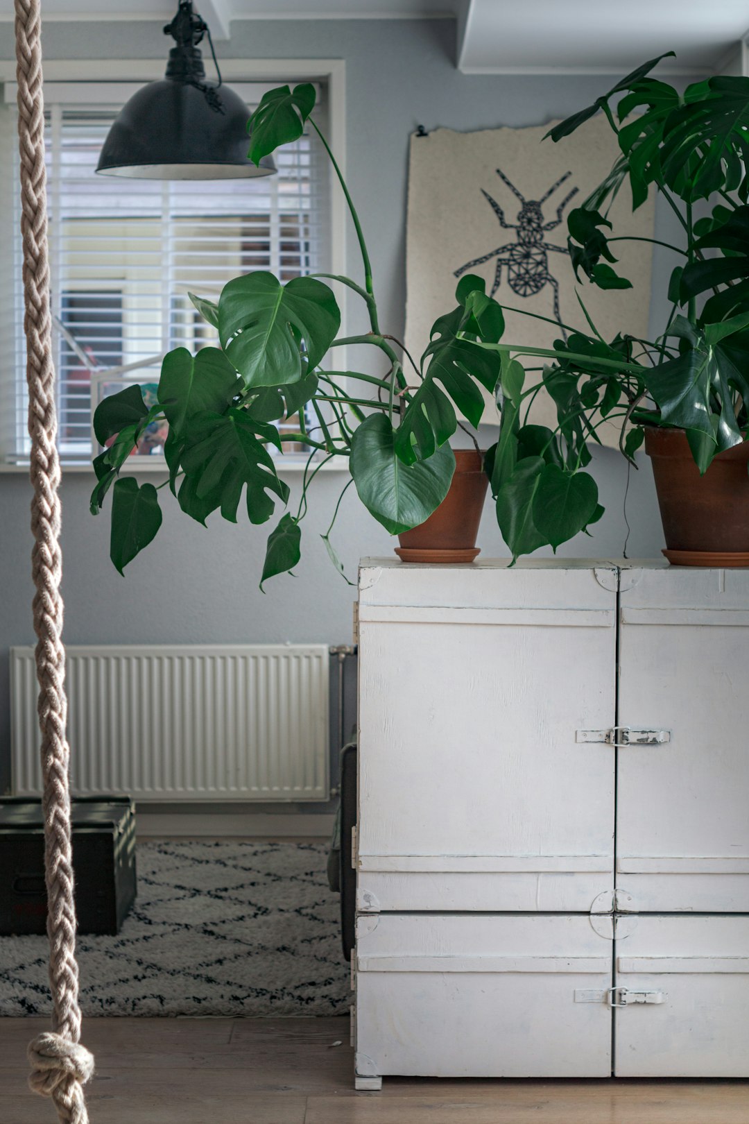 green potted plant on white cabinet