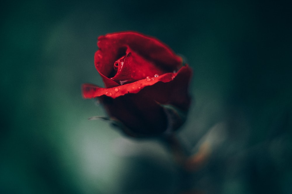 red rose in bloom in close up photography