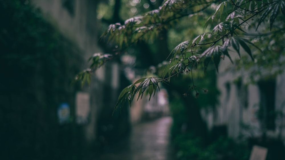 green leaves on tree branch