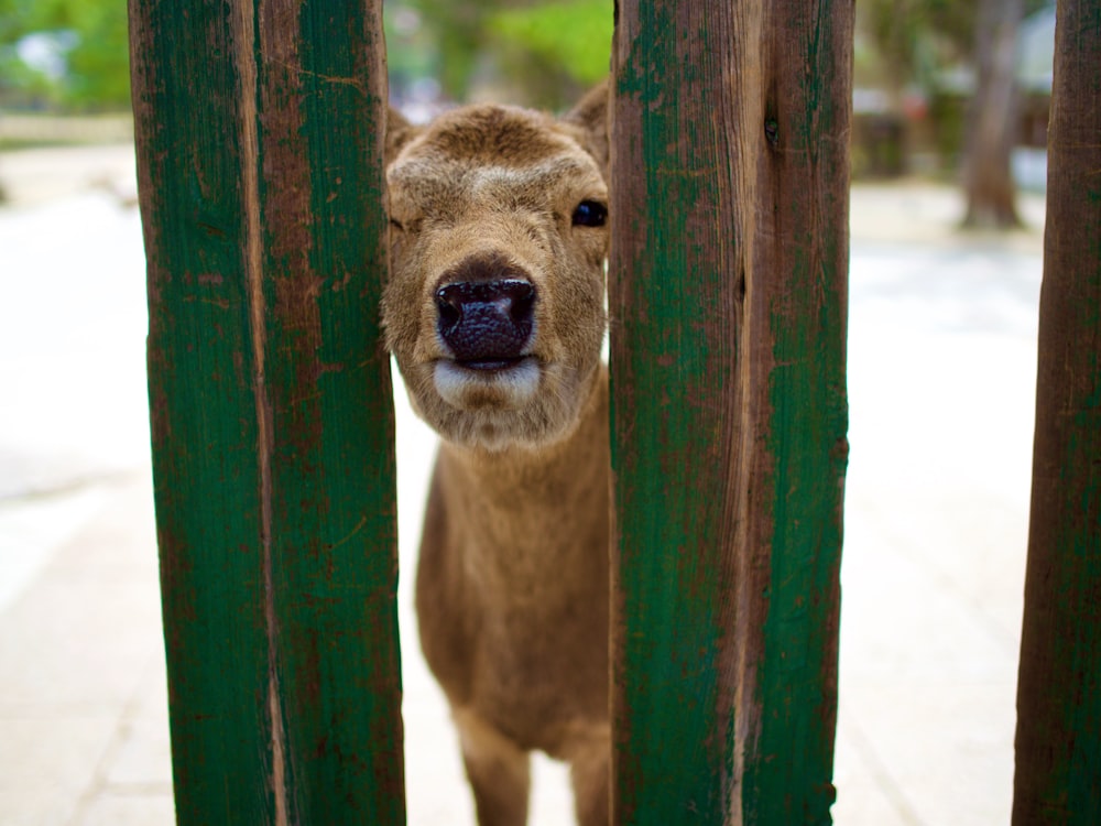 brown and white cow on green wooden fence during daytime