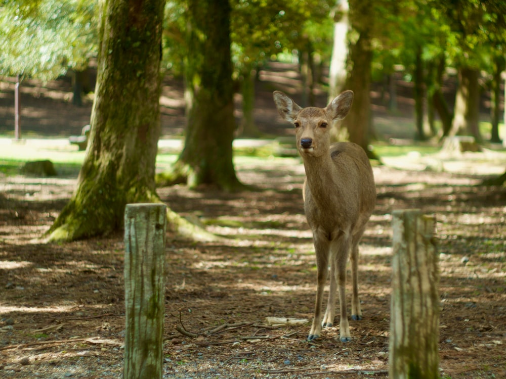 brown deer standing on brown dirt ground during daytime