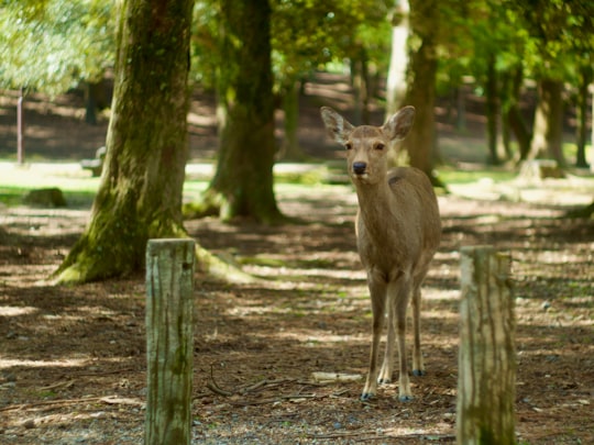 brown deer standing on brown dirt ground during daytime in Nara Japan