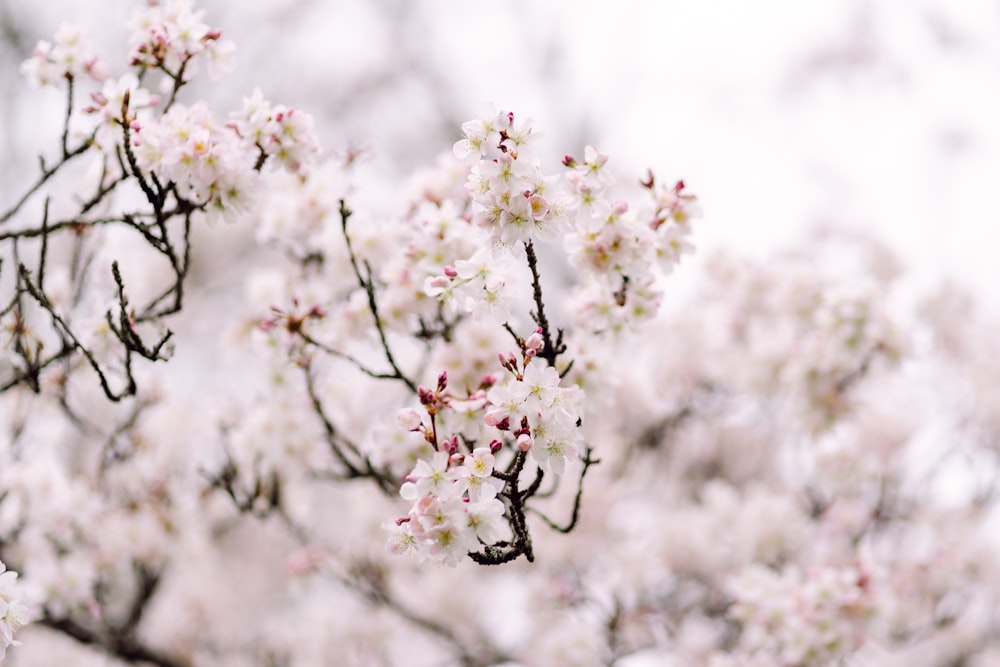 white and pink cherry blossom in close up photography