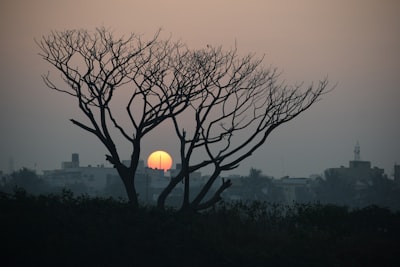 bare tree during golden hour glorious zoom background