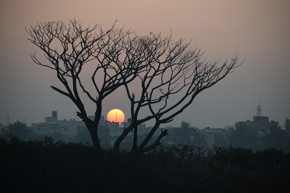 albero spoglio durante l'ora d'oro