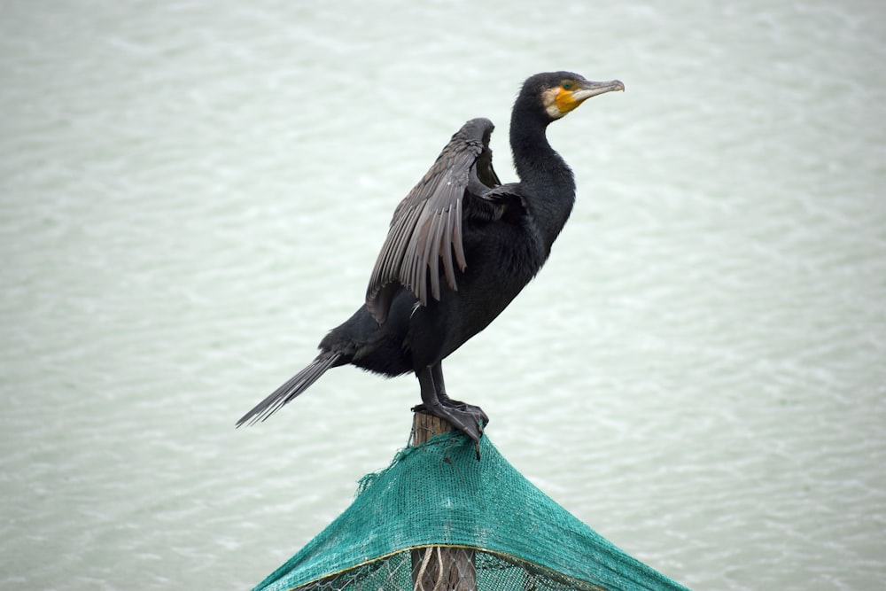 black bird on blue textile