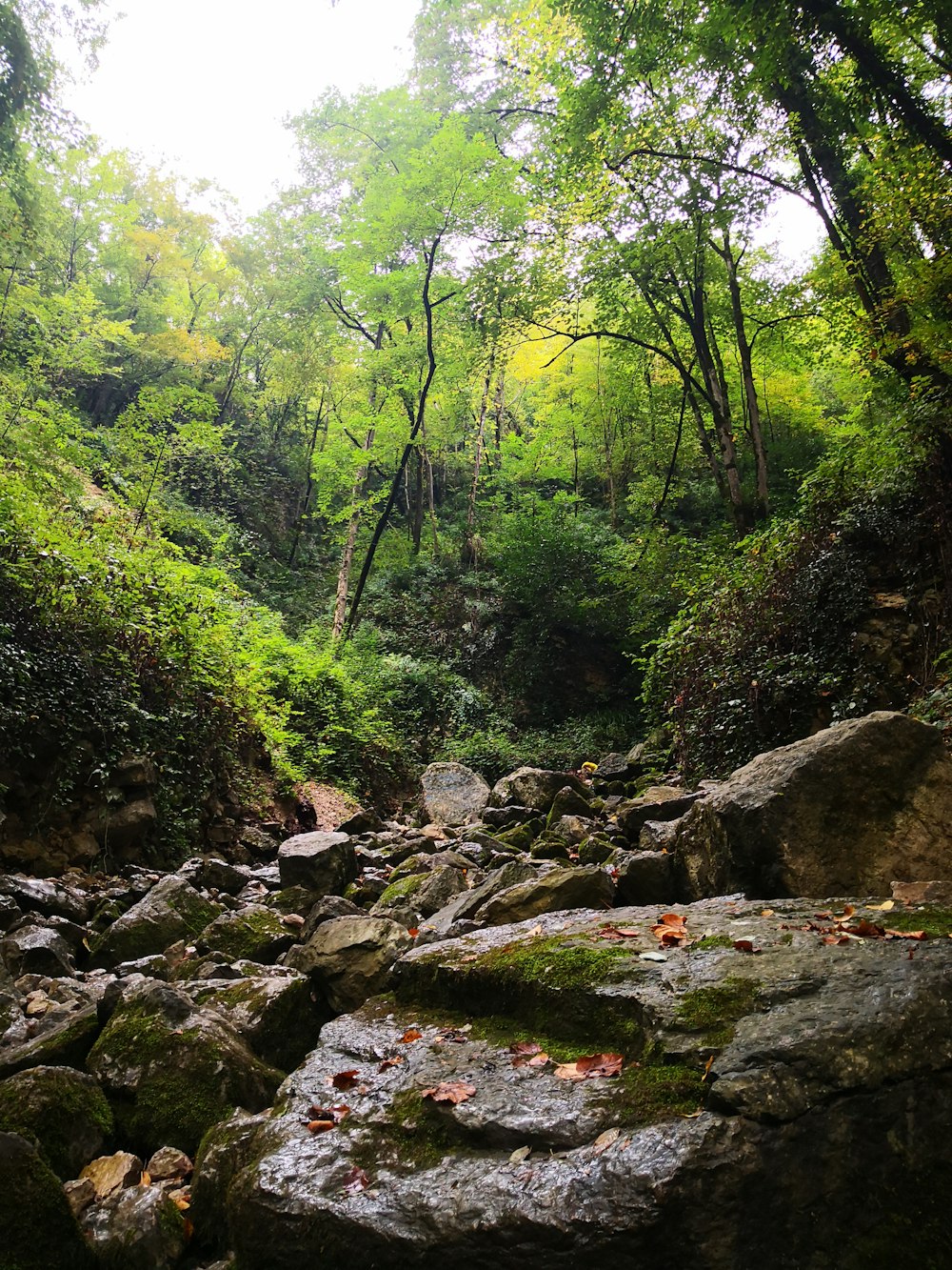 green trees and rocks on river