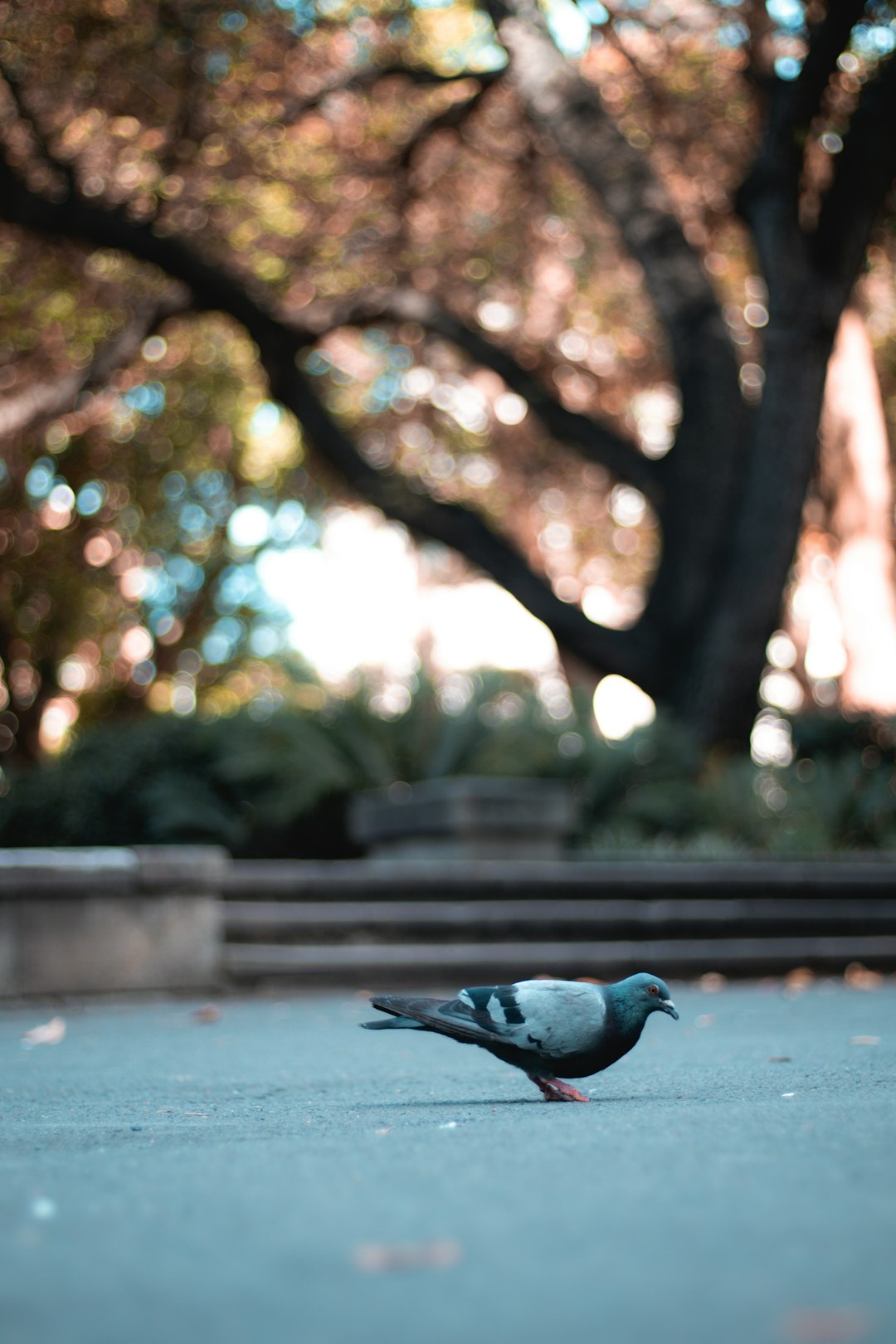 blue and white bird on brown wooden bench during daytime