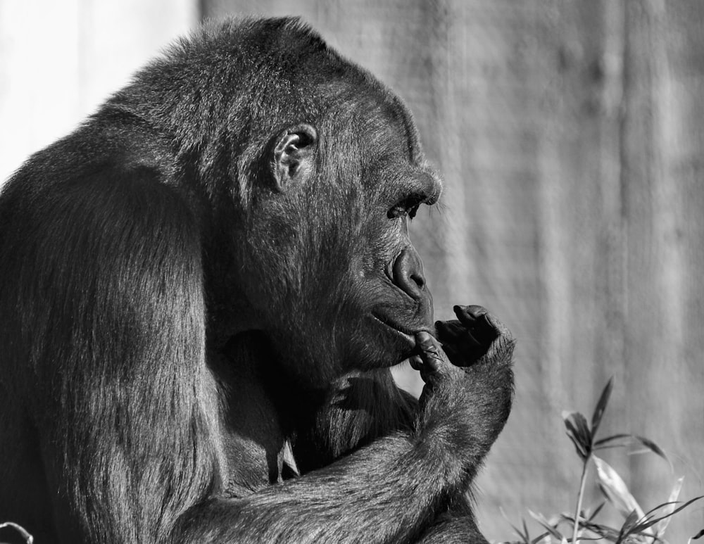 black gorilla on gray scale photography