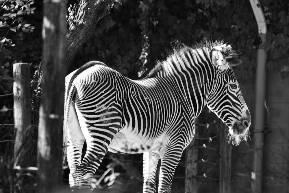 grayscale photo of zebra eating grass