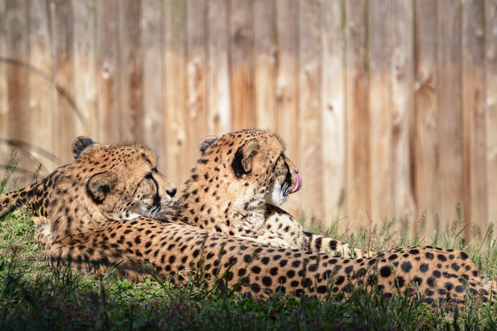 cheetah and cheetah on green grass during daytime