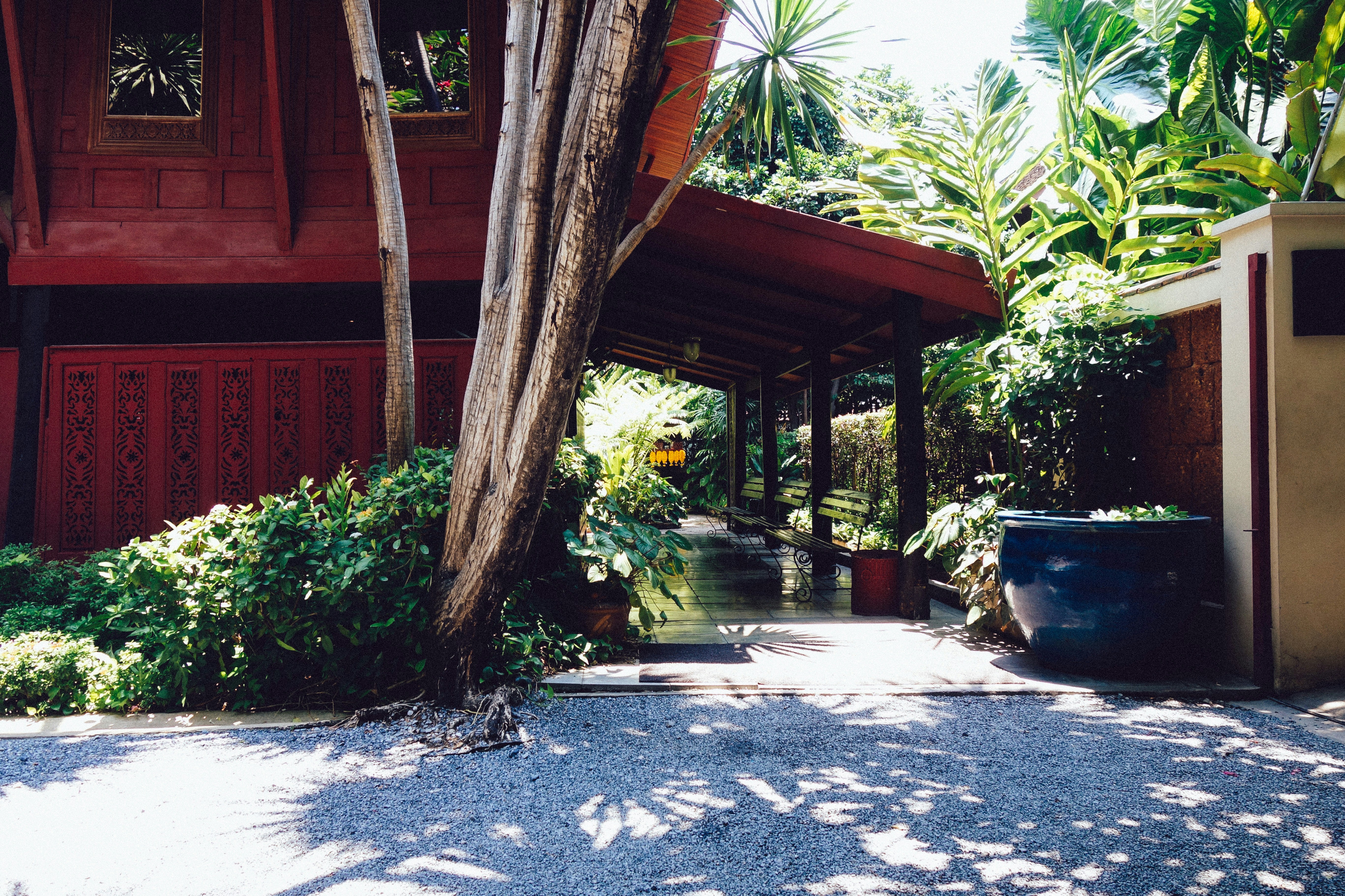 green leaf plant near brown wooden house