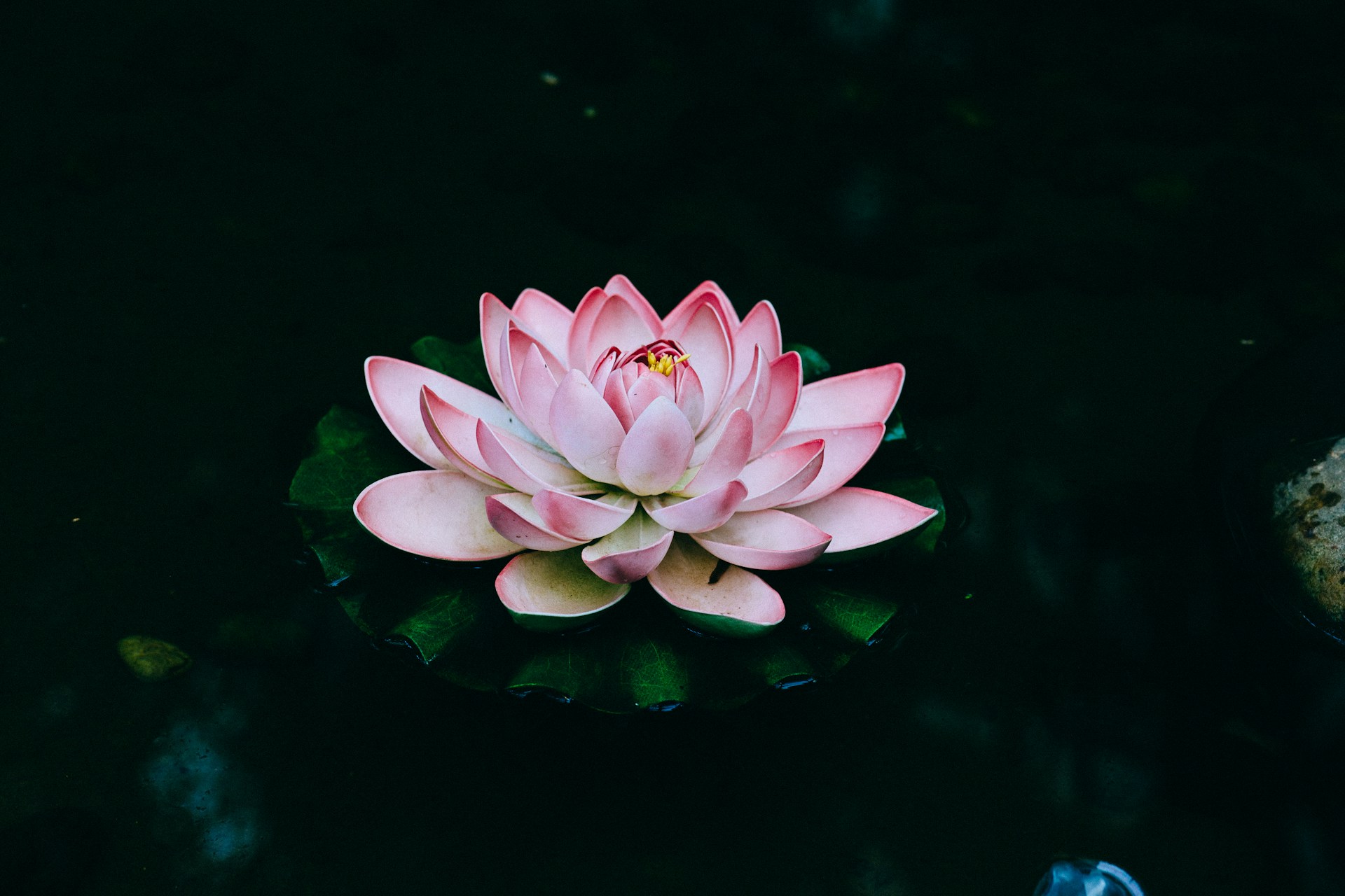 pink lotus flower in bloom