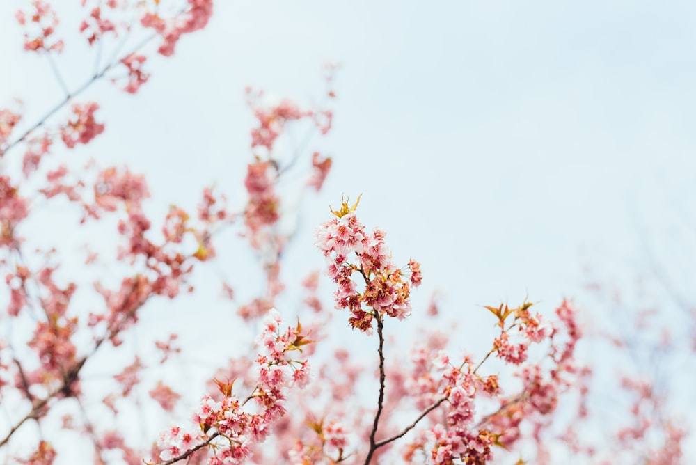 pink cherry blossom in bloom during daytime