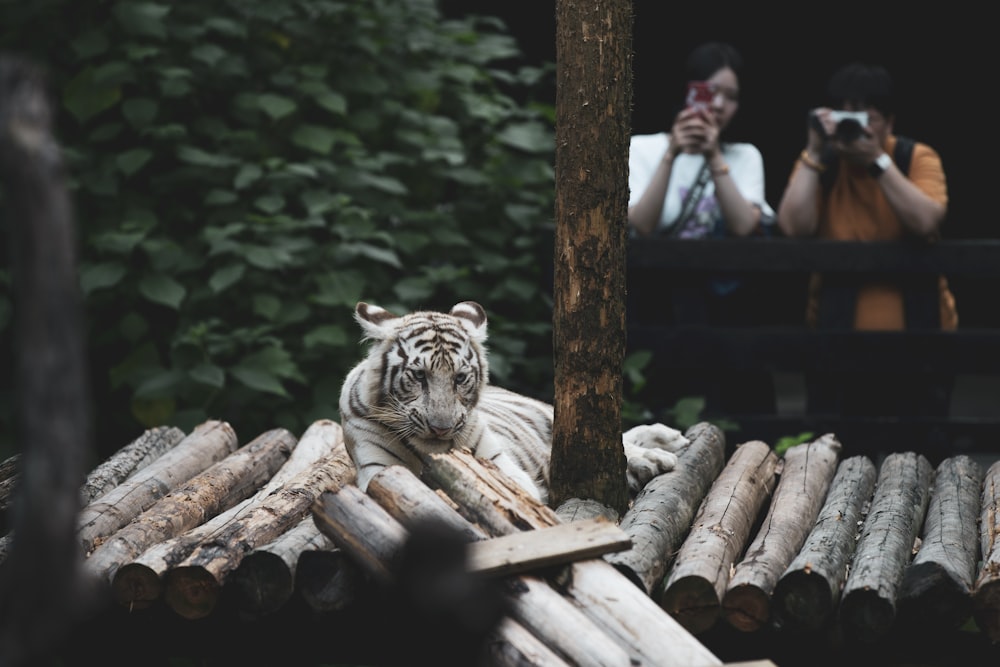 white and black tiger on brown wood log