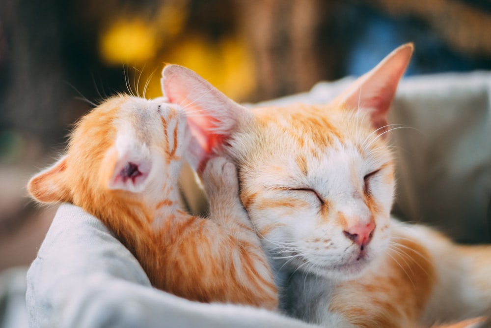 orangefarbene Tabby-Katze liegt auf weißem Textil