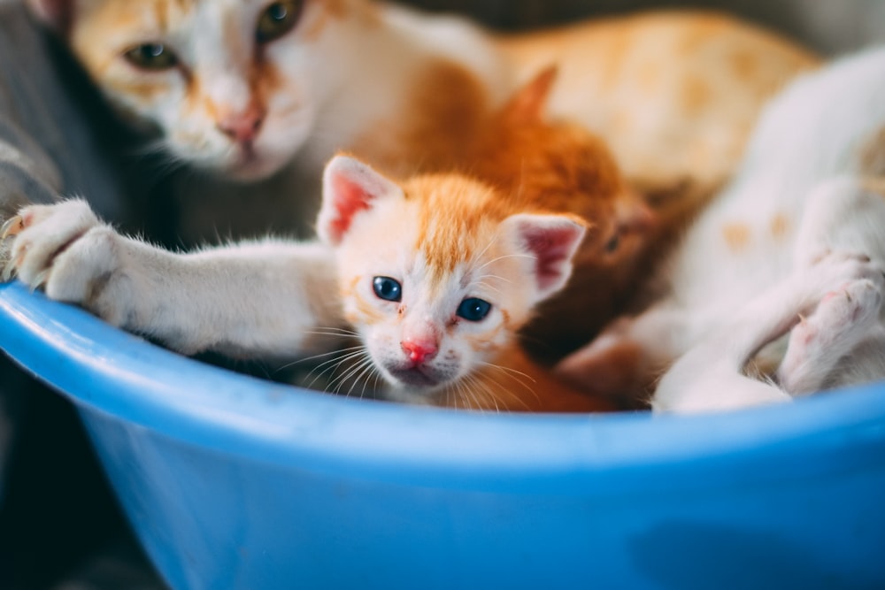 gato tabby laranja e branco na bacia de plástico azul