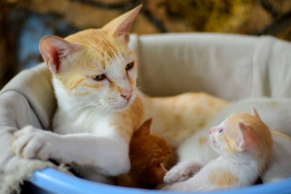 orange tabby cat on blue plastic basin