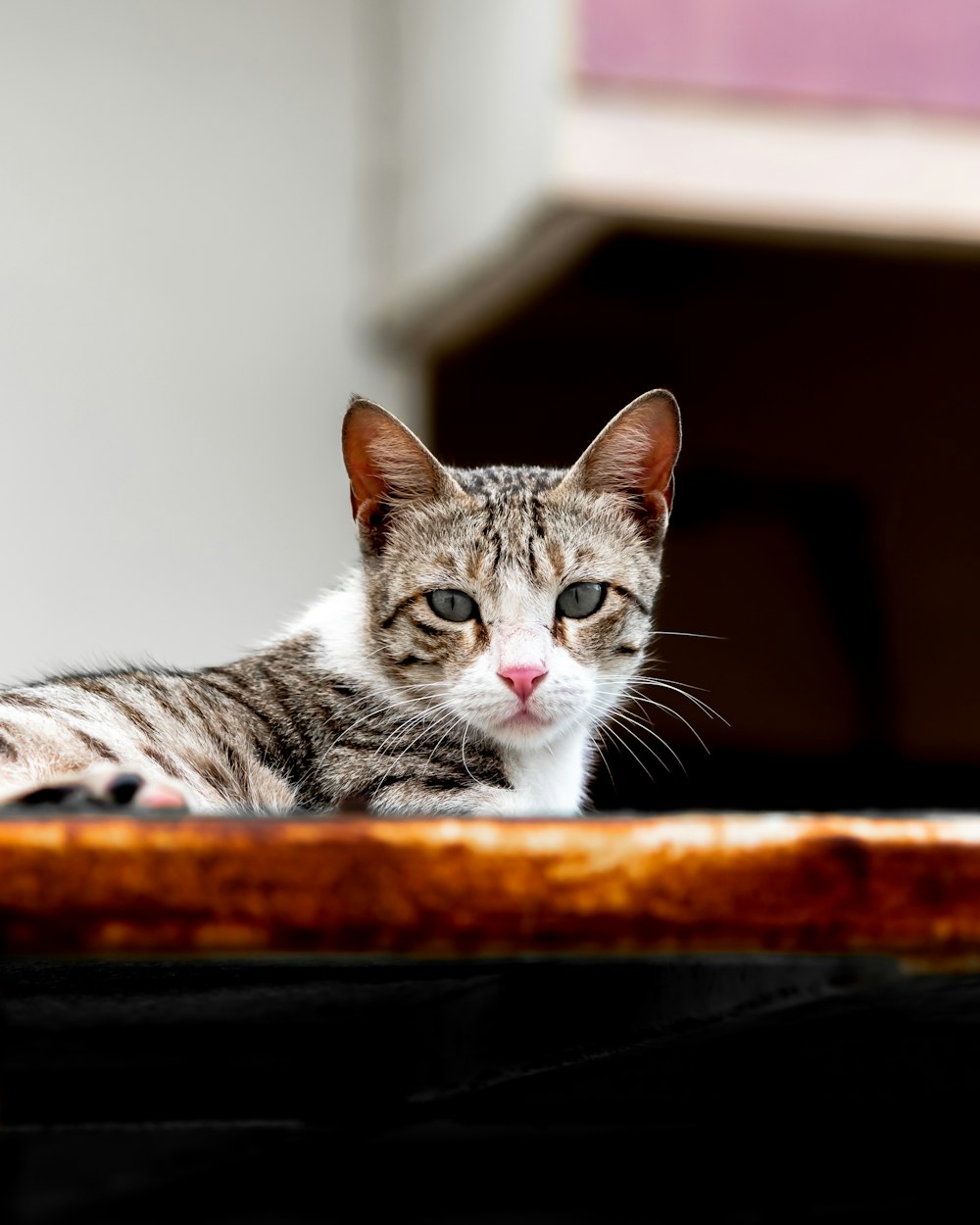 a cat sitting on top of a wooden table