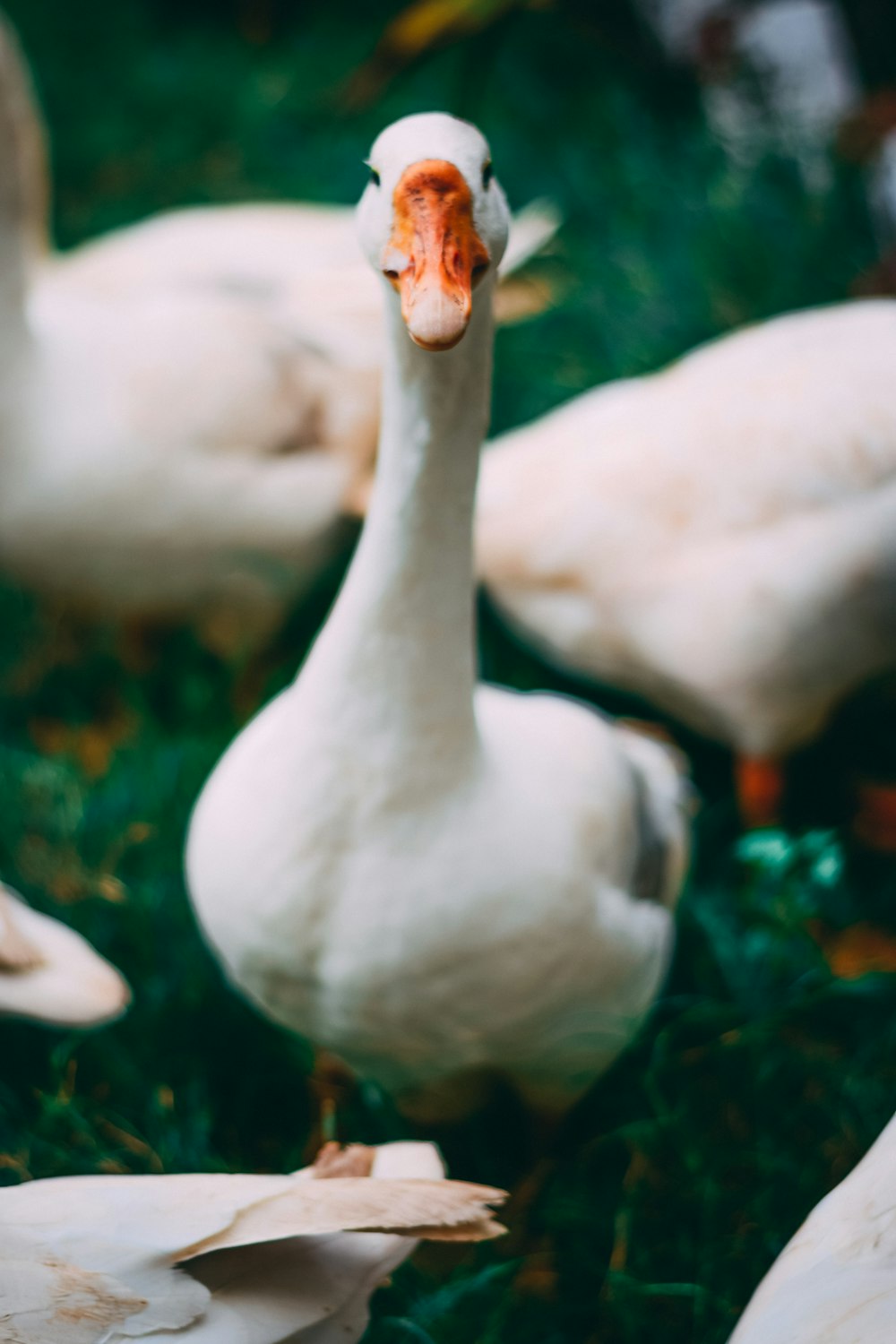 white swan on green grass