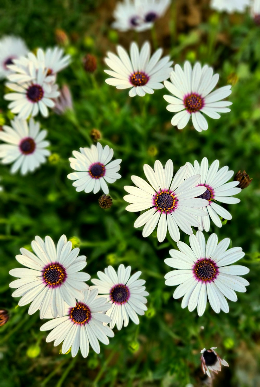 purple flowers in tilt shift lens