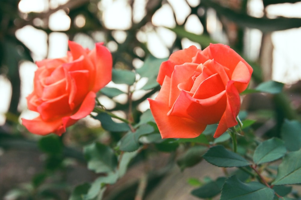 red rose in bloom during daytime