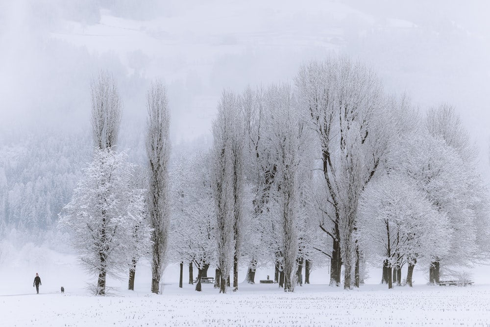 árboles sin hojas en suelo cubierto de nieve