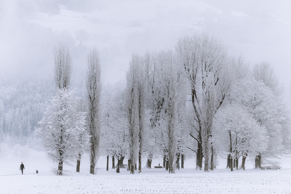 alberi senza foglie su terreno innevato