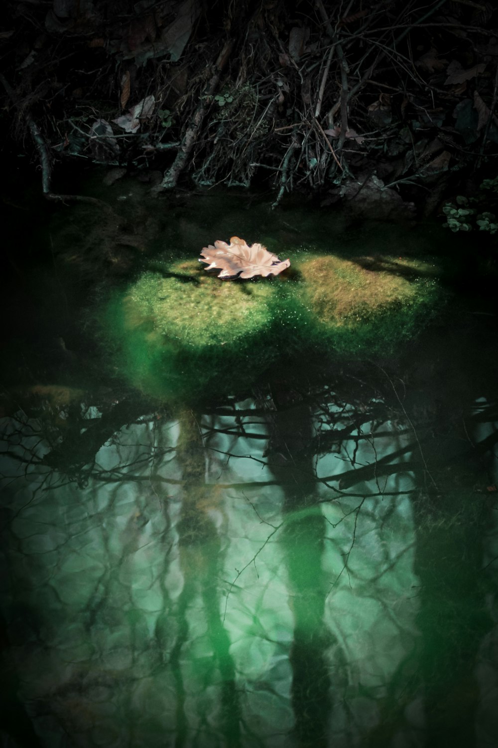 Feuilles séchées brunes sur plan d’eau