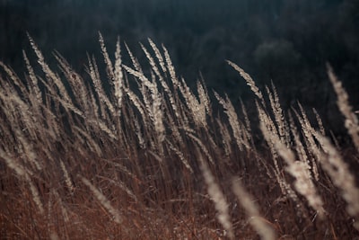 brown wheat field during daytime evocative google meet background