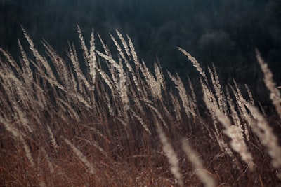 brown wheat field during daytime serbia google meet background