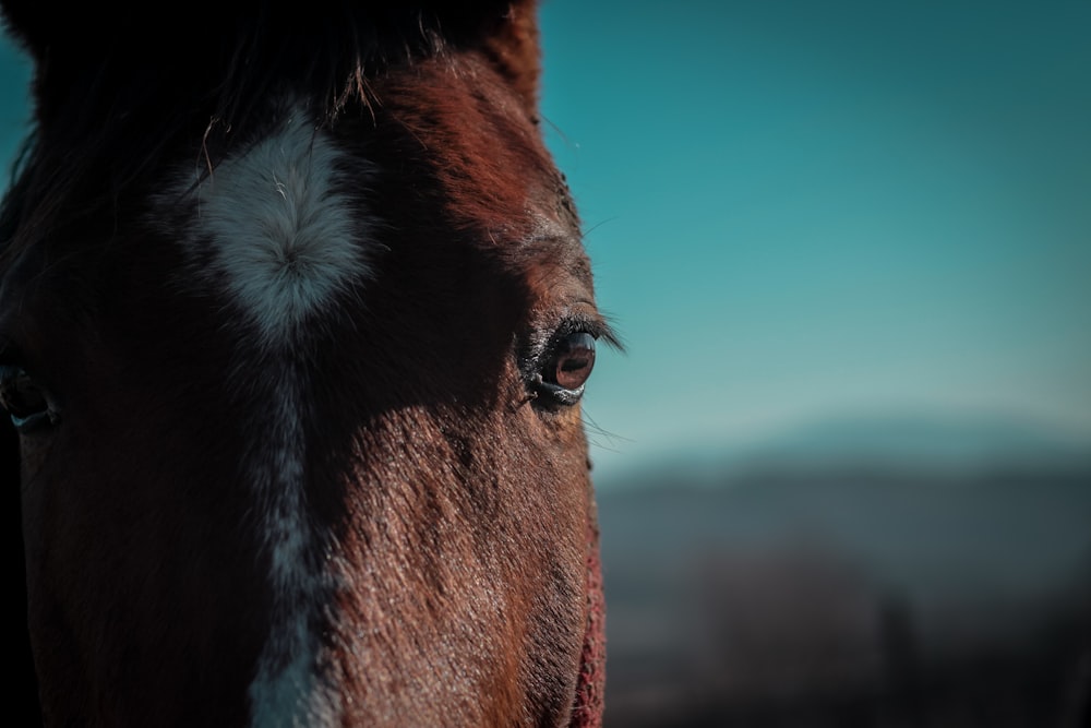 brown horse with white eyes