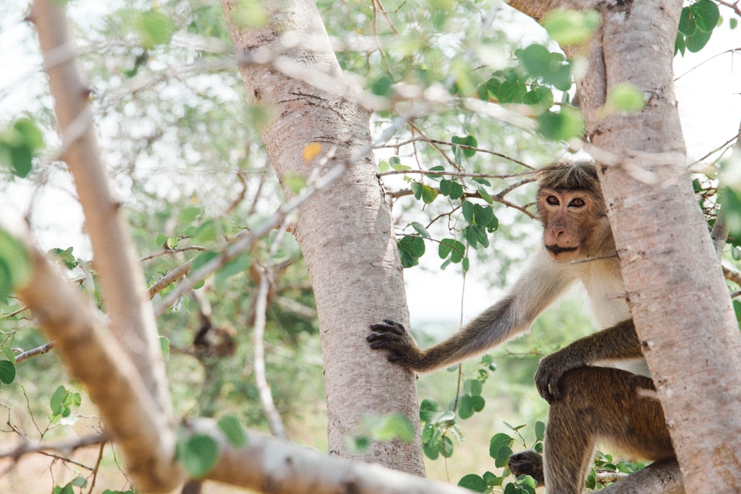 brown monkey sitting on tree branch during daytime