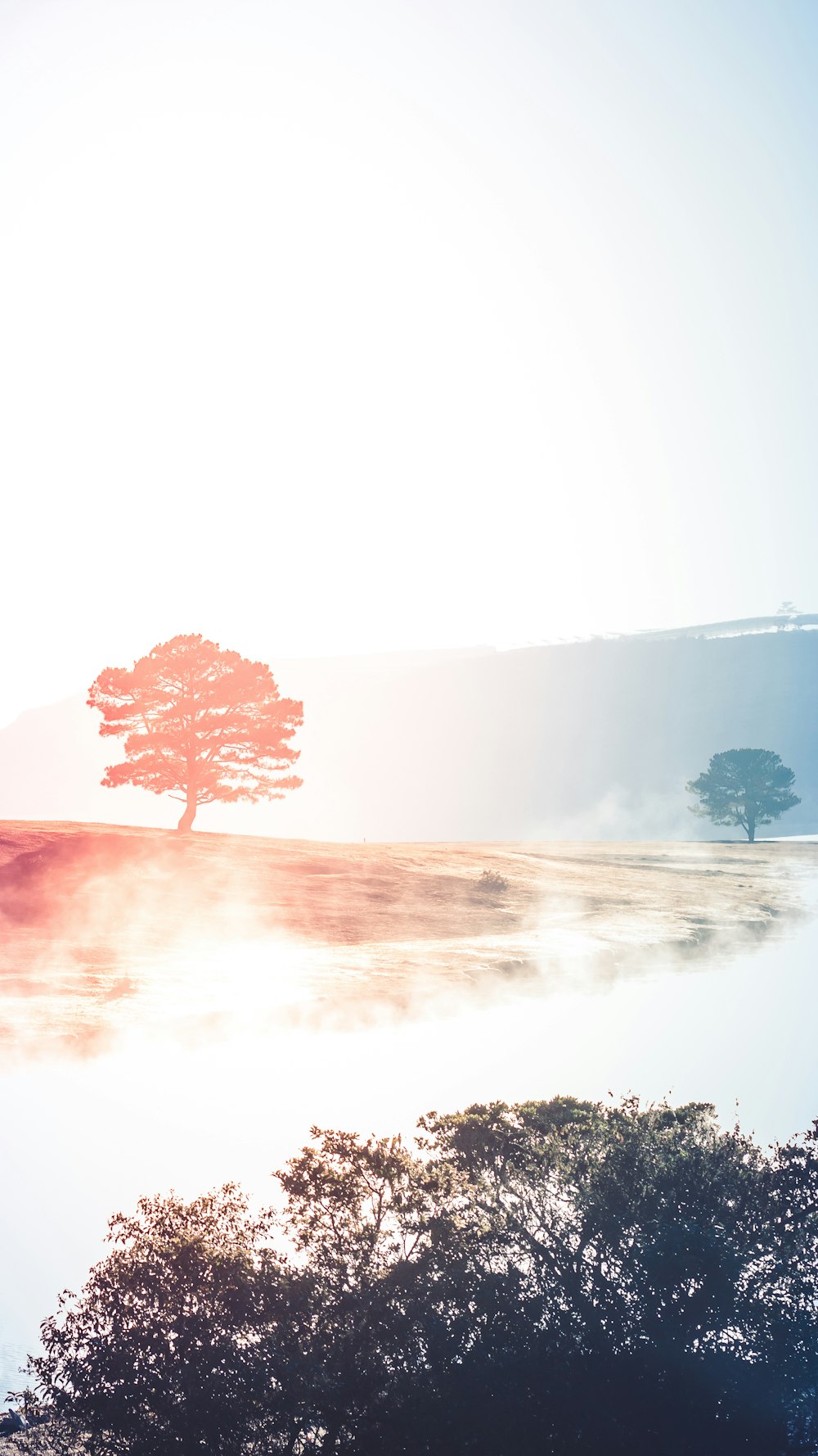 body of water near trees during daytime