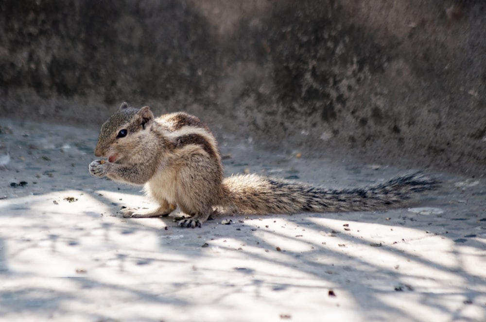 brown squirrel on snow covered ground during daytime